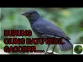 Download Lagu SUARA BURUNG CIUNG BATU