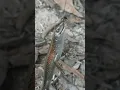 Download Lagu gara gara lupa buang umpan saat istirahat mancing #mancing #castinggabusbesar #casting