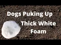 What Does Thick White Foam Vomit In Dogs Mean