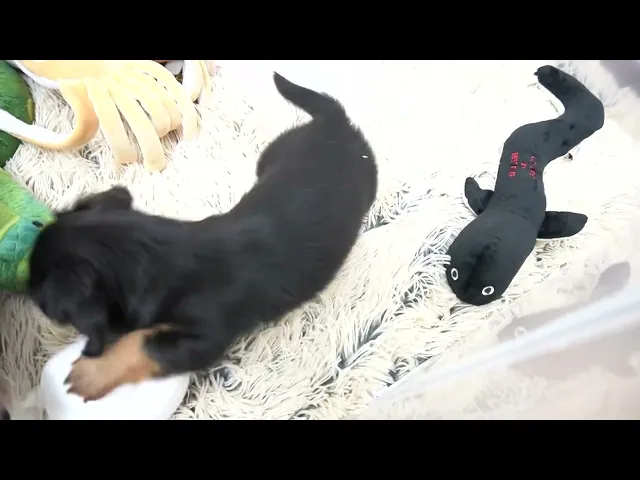 動画