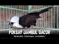 Poksay Jambul Gacor