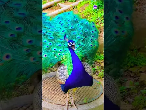 🦚🦚Peacock Sound and Dance Video🌹🌹 #peacock #peafowl #shorts