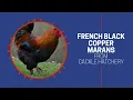 Black copper Marans at Cackle Hatchery