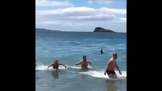 لحظه هجوم حوت الاوركا على البشر في الشاطئ 