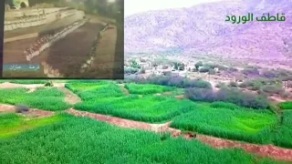 سرابي الهوى لمخوبه   دندنها