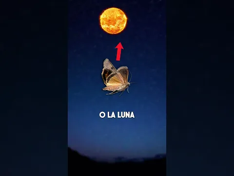 Por Qué A Los INSECTOS Les Atrae La LUZ