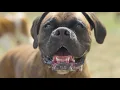 Niagara Pet Resort Virtual Tour