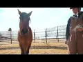 The Reality of Training a Wild Mustang