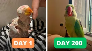 Impressive Growth of Alexandrine Baby Parrot from Day 1 to Day 200  |  Mithu Vlog | Pet birds