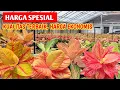 Download Lagu Aglonema Kualitas Terbaik, Harga Spesial,, JARANG DILIPUT ~ 975