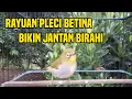 Download Lagu Rayuan maut pleci betina memanggil jantan bikin naik birahi