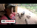 WEANING TIME Separating the Piglets from the Sows