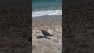 صوت امواج بحر هدوء واسترخاء 