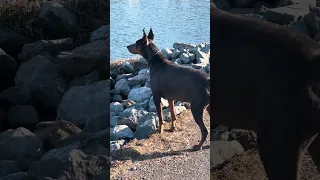 .. #fyp #dream #youtube #doberman #pets
