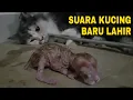 Download Lagu Suara Anak Kucing Baru Lahir