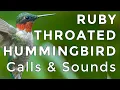 Lagu Roep en geluid van de robijnkeelkolibrie (2025) - De TWEE geluiden die deze vogels maken!