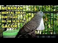 Lagu Perkutut Lokal Gacor Suara Super Kristal - Pancingan Malas Bunyi  (99%AMPUH BANGET)