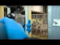 Download Lagu Behandeling zebra | Burgers' Zoo Natuurlijk | Arnhem