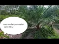 Download Lagu Tips Simple Perawatan sawit baru tanam agar cepat Besar!!!