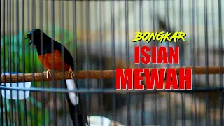 tembakan tembakan mematikan murai batu bongkar isian mewah pancingan murai batu cepat emosi