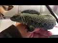 Finally a good Lacerta clutch of eggs