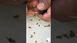 شاهد كيف تولد السمكة سبحان الله 