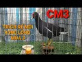trích ré la | CM3 | trại chim thế hiển cà mau