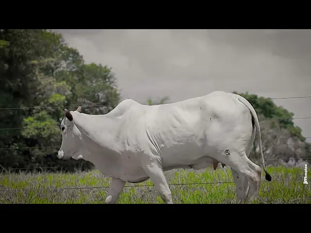 Matriz Nelore SGN - 2265