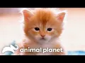 These ADORABLE Maine Coon Kittens Explore Their New Home Too Cute Animal Planet
