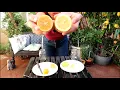 Download Lagu Eureka Lemon Vs Meyer lemon / Growing in containers 《Which produces fruit sooner, taste better?》