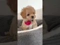 Maltipoo puppy 9 weeks old