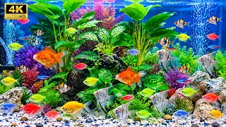 Relaxing Aquarium Fish for Cats | Beautiful Tropical Fish Tank with Green Plants | No Music 4K