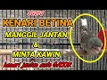 Download Lagu SUARA KENARI BETINA MEMANGGIL JANTAN - pancingan ampuh 100% agar kenari jantan gacor
