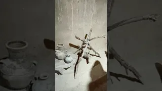 Moroccan Praying Mantis Gold Moroccan Adventures Join Us In Nov 2025 Moroccanroses Yahoo Com 