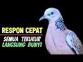 Download Lagu SUARA BURUNG TEKUKUR GACOR MEMANGGIL LAWAN AGAR BUNYI