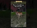 Download Lagu ✨ Pup Cam Moment ✨ #puppycam #cutewolf #toad