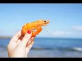 Can Dogs Eat Shrimp