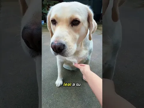 ¿Este perro es leal? #science #popular #pets #perros #mascotas #dogs