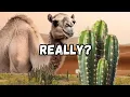 Why Camels Eat Cactus - The Mystery Behind Camel Eating Cactus Explained