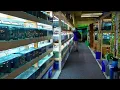 April s Aquarium An Aquarium Co-Op Inspired Fish Store