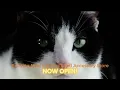 New Cat Food and Supplies Store Now Open Petco Direct