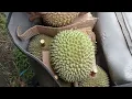 Download Lagu Durian Duri Hitam Hampir 4 Kg, Berapa Juta Tuh ? MP3