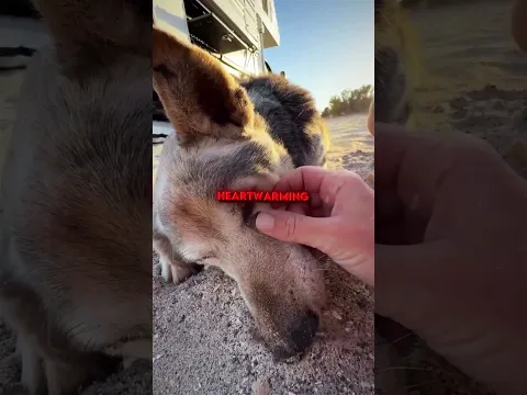 His final moments at his favorite place❤️‍🩹