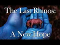 Download Lagu 66-Day Fetus Of Northern White Rhino Marks A Moment Of Hope For A Species On The Brink