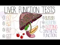 Liver Function Test Interpretation Explained Clearly