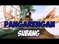 Download Lagu BERBURU TEKUKUR DI PANGARENGAN PAMANUKAN SUBANG || PHOTON 88