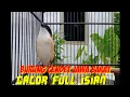 Download Lagu BURUNG CENDET JAWA BARAT GACOR || Pancingan Untuk Cendet Macet