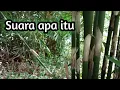 Download Lagu Suara apa itu