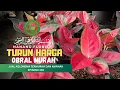 Download Lagu LARIS BANGET | OBRAL AGLONEMA MURAH TANIAN SENDIRI | COCOK BUAT PEMULA | BAGIAN 358