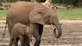 welcome to the elephant oasis natural world forest elephants bbc earth